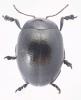 Chrysolina vernalis